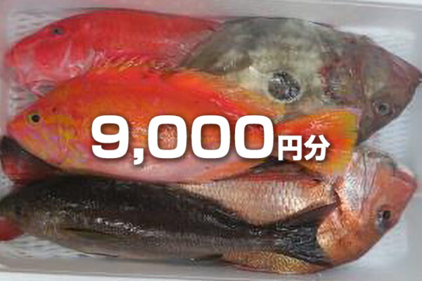 地のもの中心鮮魚セット 9 000円 五島列島水産流通株式会社 とれたて鮮魚を全国に直送 通販